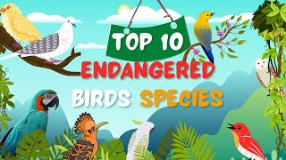 Top 10 endangered birds species in the World [upl. by Bart]