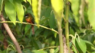 Ariramba de cauda ruiva pegando uma borboleta [upl. by Yona487]