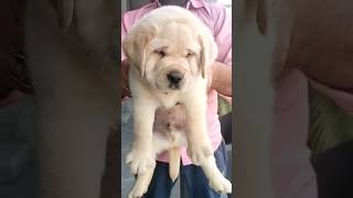 Heavy bone labrador puppies for sale labrador puppy doglover pets dog [upl. by Nesilla411]