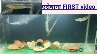 AROWANA first video। OSCAR fish update। shivaram fish update।parrot tiger shark Arowana in same tank [upl. by Stulin]