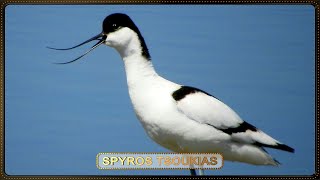 Αβοκέτα  Αβοκέτα Φωνή  Pied avocet bird Call [upl. by Raval]