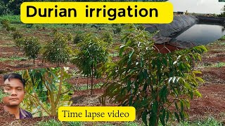 New spraying micro sprinklersystem for durian tree irrigation [upl. by Scot]