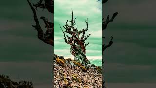 The oldest living organism on Earth is a bristlecone pine tree named Methuselah [upl. by Hanima]