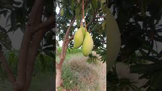 mango fruits  mangoontree mangotree village [upl. by Granlund457]