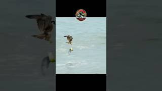 the best peregrine falcon hunting Bird on Sea [upl. by Dnanidref]