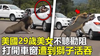 美國29歲權遊女特效師，不聽勸阻“强行”打開車窗，慘遭獅子活吞，場面嚇壞救援人員腦洞大開 世界之最 動物 出類拔萃 动物 災難 美國 top 狮子 [upl. by Teloiv]