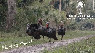 Florida Osceola Turkey Hunt  4 Toms in Range [upl. by Christenson]