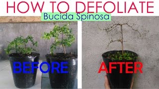 Bonsai  How To Defoliate Bucida Spinosa [upl. by Wescott]