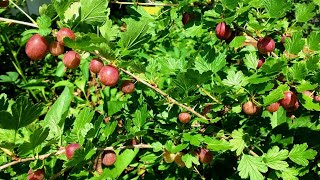 5 Reasons to Grow Gooseberries [upl. by Balkin591]