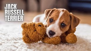 Jack Russell Terrier Amazing Facts Every Dog Lover Must Know [upl. by Hertzfeld464]