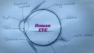 How to draw Human Eye ll Labelled diagram ll ES art amp craft ll [upl. by Monteith]