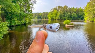 Fly Fishing for Bass with Topwater Poppers  Tons of Action [upl. by Eimirej]