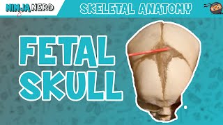 Fetal Skull Fontanelles Anatomy [upl. by Jeffie]