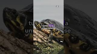 The Turtle viralvideo facts animalcuriosities animalfacts animals wildanimalfacts wildlife [upl. by Ahsatsan]