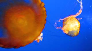 Jelly Fish at Ripleys Aquarium [upl. by Nalat]