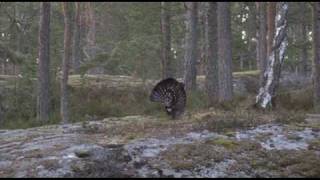 TIURLEIK  ÅMLI i AUSTAGDER [upl. by Olympia]