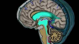 Animation of CSF Circulation [upl. by Llemhar]