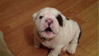 Bentley the Bulldog Puppy is fussy [upl. by Buff444]