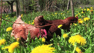 Uova in montagna  allevamento di galline ovaiole ruspanti [upl. by Bueschel]