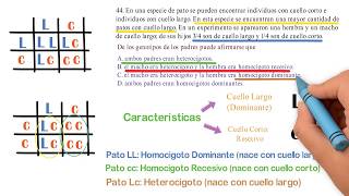 Ciencias 44 Saber 11 ICFES Genotipo Homocigoto Heterocigoto [upl. by Menard]