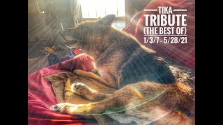 Tika Tribute  Highlights from the Life of a Senior German Shepherd Dog with Degenerative Myelopathy [upl. by Ydaf]