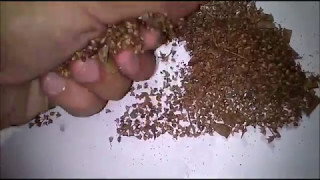 EZ Way How to Harvest Holy basilTulsi Ocimum tenuiflorumseeds and to grow them [upl. by Etnomal247]