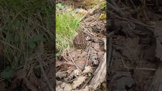 Finding black morels in Ohio mushroom morelmushrooms ohiomorel morelseason2024 2024morels yum [upl. by Cleaves579]