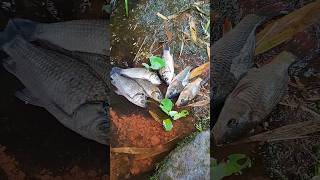 Arowana fishing blacktiph unspeakable paul cuffaro predatory fins mrbeast [upl. by Gerta120]