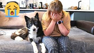 Huskys Funny Reaction to Me Crying Mom vs Dad [upl. by Chandos]