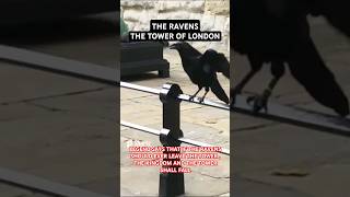 THE RAVENS at the FAMOUS Tower of London  ENGLAND [upl. by Ahsiekar]