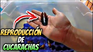 Como Reproducir Cucarachas Alimento para Reptiles [upl. by Chaves]