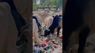 ज़रूर देखना गौ माता पॉलीथिन खा rahi है आप के और हमारे कारण😡 cow cows youtubeshorts viralshort [upl. by Verdha]