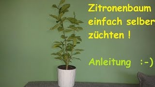 Zitronenbaum selber ziehen  exotische Pflanzen züchten  Anleitung Zitronenpflanze aus Kern  DIY [upl. by Alistair447]