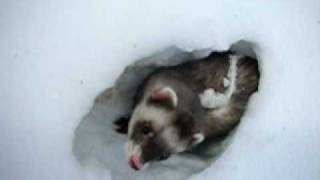 Ferrets Tunneling In Snow [upl. by Merrielle464]