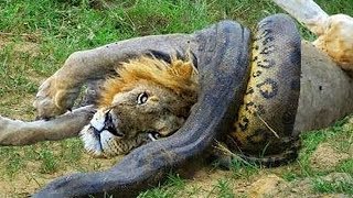 Wild Discovery Animals  Craziest Animal Fights Caught On Camera Animals Documentary 2018 [upl. by Aitra63]