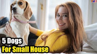 Top 5 Dogs For Small House amp Apartments  TUC [upl. by Yeta572]