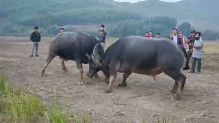 Chọi trâu  KINH điển Tại đắk lắk  Buffalo fighting  20092024 [upl. by Rebmit551]