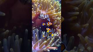 Focus on clownfish playfully darting in and out of an anemone [upl. by Christiane]