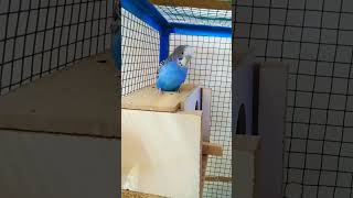 Nice budgie sounds💙✨ [upl. by Droc]