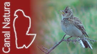 Alondra común Alauda arvensis Eurasian Skylark [upl. by Janna]