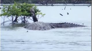 FiftyFoot Crocodile Spotted in the Congo The Mahamba The Congos Forgotten Cryptid [upl. by Arin]