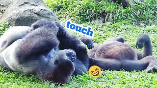 塔莉喜歡觸碰迪哥😆😆wildlife animals nature conservation gorilla primate animalphotography africa [upl. by Relyat]