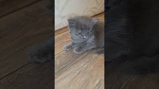 Kiskas New Kittens Gray and black cats animals baby babies Kittens kitties small cute [upl. by Adidnac]