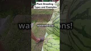 Plant Breeding 101 Types amp Examples biotechnology plantbreeding trendingvideos science [upl. by Zakaria]