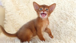 Cute red Abyssinian kitten learning to keep balance [upl. by Relyuc]