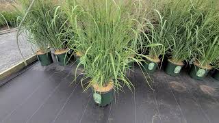 Panicum Dallas Blues Switch Grass  Lovely💜 STRIKING Vaseshaped NATIVE grass with airy plumes [upl. by Raynell906]