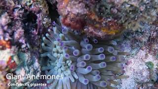 Giant Anemones Condylactis gigantea Discovery Bay Jamaica [upl. by Sesylu545]