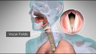 How Does the Human Body Produce Voice and Speech [upl. by Kuo]