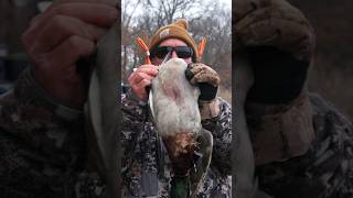 Double Banded Duck Shot Caught On Camera banded duckhunting kansas reward hunting [upl. by Seton]