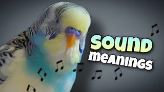 Parakeet Sounds and Their Meanings 🐦🔊 [upl. by Loram]